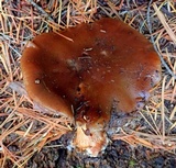 Cortinarius montanus image