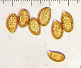Cortinarius montanus image