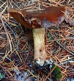 Cortinarius montanus image