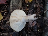 Lactarius mucidus image