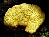 Boletinellus exiguus image