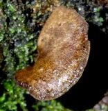 Boletinellus exiguus image