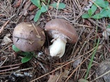 Suillus luteus image