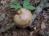 Suillus luteus image