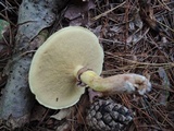 Suillus luteus image