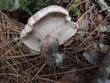 Sarcodon glaucopus image