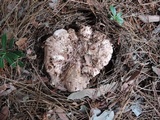 Sarcodon glaucopus image