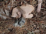 Sarcodon glaucopus image