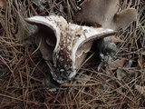 Sarcodon glaucopus image