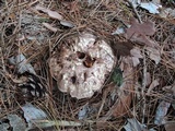 Sarcodon glaucopus image