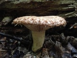 Lactarius speciosus image