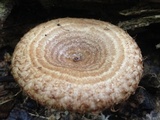 Lactarius speciosus image