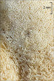 Trametes pubescens image