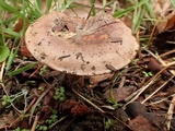 Hebeloma quercetorum image