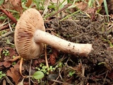 Hebeloma quercetorum image