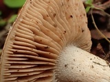 Hebeloma quercetorum image