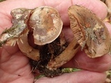 Hebeloma quercetorum image