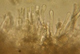 Hebeloma quercetorum image