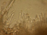 Hebeloma quercetorum image
