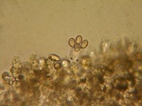 Hebeloma quercetorum image