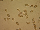 Hebeloma quercetorum image