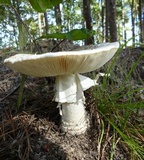 Amanita subcokeri image