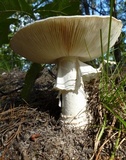 Amanita subcokeri image