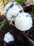 Amanita subcokeri image