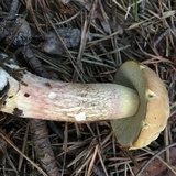 Boletus subcaerulescens image