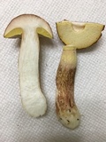 Boletus subcaerulescens image