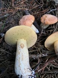 Suillus hirtellus image