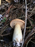 Suillus hirtellus image