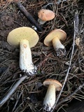 Suillus hirtellus image