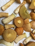 Suillus hirtellus image