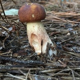Boletus subcaerulescens image