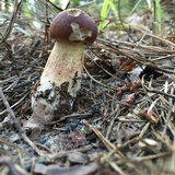 Boletus subcaerulescens image