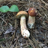 Boletus subcaerulescens image