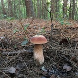 Boletus subcaerulescens image
