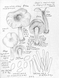 Hebeloma quercetorum image