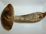 Leccinum variicolor image