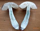 Leccinum variicolor image