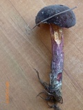 Xerocomellus intermedius image
