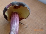 Xerocomellus intermedius image