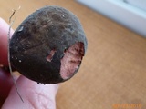 Xerocomellus intermedius image