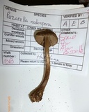 Entoloma nodosporum image