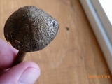 Entoloma nodosporum image