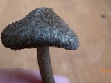 Entoloma nodosporum image