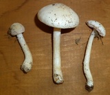 Pluteus tomentosulus image
