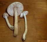 Pluteus tomentosulus image