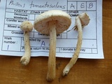 Pluteus tomentosulus image